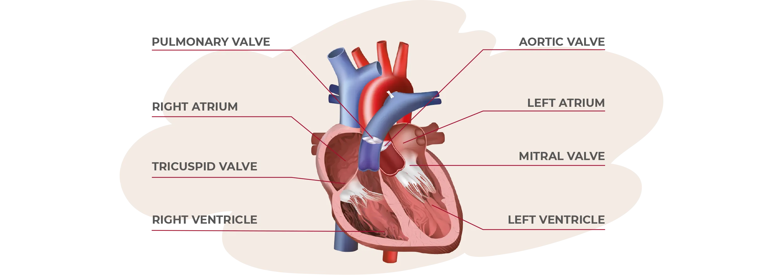Heart valves Heart valves